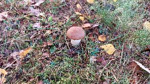 Espen---Rotkappe_Leccinum-leucopodium_20251023_114708.jpg