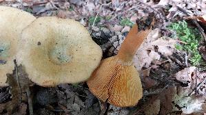 Fichtenreizker_Lactarius-deterrimus_20250809_104914.jpg