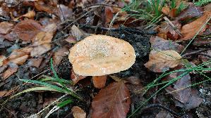 Fichtenreizker_Lactarius-deterrimus_20251021_130051.jpg