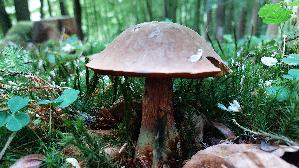 Flockenstieliger-Hexenroehrling_Neoboletus-erythropus_20250530_115910.jpg