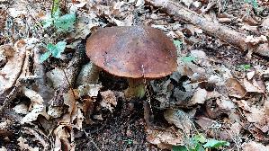 Flockenstieliger-Hexenroehrling_Neoboletus-erythropus_20250805_182728.jpg