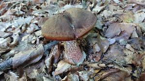 Flockenstieliger-Hexenroehrling_Neoboletus-erythropus_20250812_081822.jpg