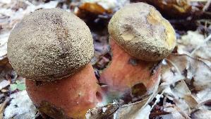 Flockenstieliger-Hexenroehrling_Neoboletus-erythropus_20250923_154427.jpg