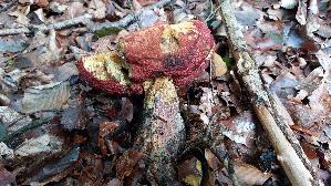 Flockenstieliger-Hexenroehrling_Neoboletus-erythropus_20250928_172540.jpg