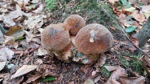 Flockenstieliger-Hexenroehrling_Neoboletus-erythropus_20251003_114859.jpg