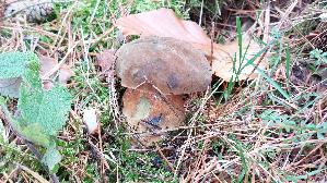 Flockenstieliger-Hexenroehrling_Neoboletus-erythropus_20251103_130839.jpg