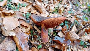 Flockenstieliger-Hexenroehrling_Neoboletus-erythropus_20251105_133006.jpg