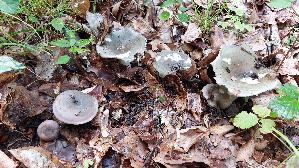 Frau--entaeubling_Russula-cyanoxantha_20250805_154752.jpg