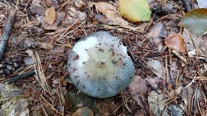 Frau--entaeubling_Russula-cyanoxantha_20250923_144433.jpg