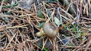 Frost---Schneckling_Hygrophorus-hypothejus_20251023_121749.jpg