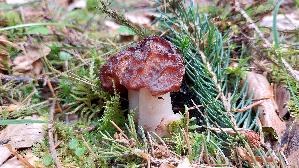 Fruehjahrs---Giftlorchel_Gyromitra-esculenta_20250504_174002.jpg