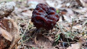 Fruehjahrs---Giftlorchel_Gyromitra-esculenta_20250504_174028.jpg