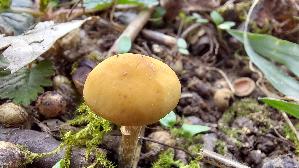 Fruehlings---Glockenschueppling_Conocybe-aporos_20250331_161741.jpg
