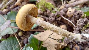 Fruehlings---Glockenschueppling_Conocybe-aporos_20250331_161848.jpg