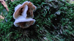 Gallertfleischiger-Faeltling_Phlebia-tremellosa_20250919_173057.jpg