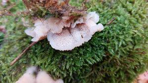 Gallertfleischiger-Faeltling_Phlebia-tremellosa_20251030_134502.jpg