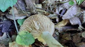 Gebaenderter-Hainbuchen---Milchling_Lactarius-circellatus_20250810_103005.jpg