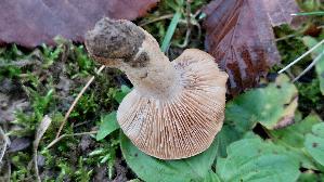 Gebaenderter-Hainbuchen---Milchling_Lactarius-circellatus_20251117_114511.jpg