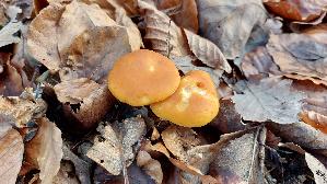 Geflecktblaettriger-Flaemmling_Gymnopilus-penetrans_20241225_140904.jpg
