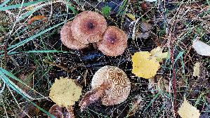 Gelbblaettriger-Ritterling_Tricholoma-fulvum_20251023_112428.jpg