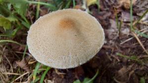 Gelbflockiger-Wollstielschirmling_Lepiota-magnispora_20250917_124625.jpg