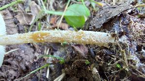 Gelbflockiger-Wollstielschirmling_Lepiota-magnispora_20250917_124803.jpg