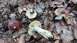 Gelbgefleckter-Purpurtaeubling_Russula-pantherina_20250805_161210.jpg