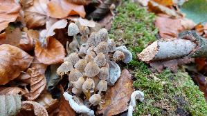 Gesaeter-Tintling_Coprinellus-disseminatus_20251108_140051.jpg