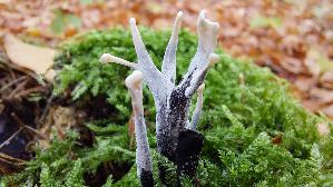 Geweihfoermige-Holzkeule_Xylaria-hypoxylon_20251110_112502.jpg