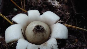Gewimperter-Erdstern_Geastrum-fimbriatum_20250925_145107.jpg
