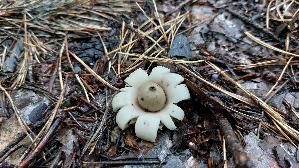 Gewimperter-Erdstern_Geastrum-fimbriatum_20250925_145219.jpg
