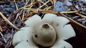 Gewimperter-Erdstern_Geastrum-fimbriatum_20250925_145237.jpg