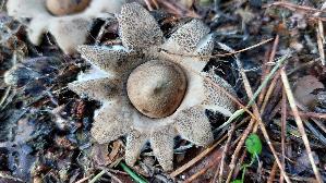 Gewimperter-Erdstern_Geastrum-fimbriatum_20251001_174121.jpg