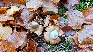 Gewimperter-Erdstern_Geastrum-fimbriatum_20251030_133945.jpg