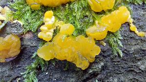 Gewundene-Gallerttraene_Dacrymyces-lacrymalis_20250801_125418.jpg
