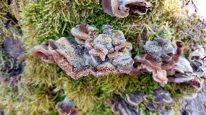 Gezonter-Ohrlappenpilz_Auricularia-mesenterica_20241227_141420.jpg