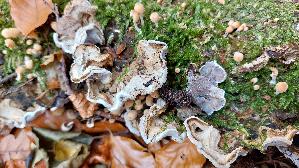 Gezonter-Ohrlappenpilz_Auricularia-mesenterica_20251108_140032.jpg
