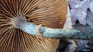 Gifthaeubling_Galerina-marginata_20241215_134214.jpg