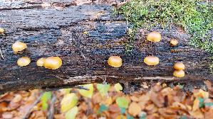 Gifthaeubling_Galerina-marginata_20251031_102200.jpg