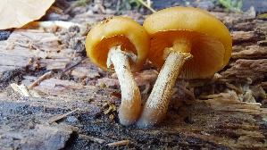 Gifthaeubling_Galerina-marginata_20251031_102230.jpg