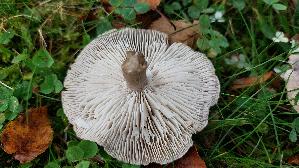 Gilbender-Erdritterling_Tricholoma-scalpturatum_20251016_114600.jpg