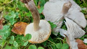Gilbender-Erdritterling_Tricholoma-scalpturatum_20251016_114740.jpg