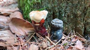 Glaenzender-Lackporling_Ganoderma-lucidum_20250725_112911.jpg