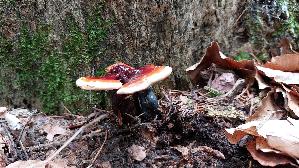 Glaenzender-Lackporling_Ganoderma-lucidum_20250809_093730.jpg