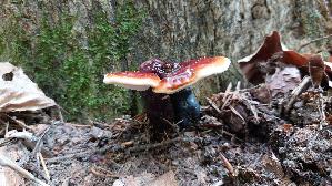Glaenzender-Lackporling_Ganoderma-lucidum_20250812_110001.jpg