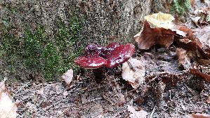 Glaenzender-Lackporling_Ganoderma-lucidum_20250821_101807.jpg