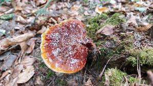 Glaenzender-Lackporling_Ganoderma-lucidum_20250821_101819.jpg