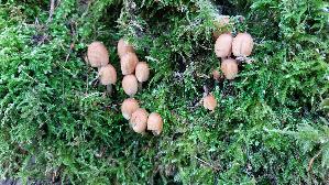 Glimmertintling_Coprinellus-micaceus_20241227_131913.jpg