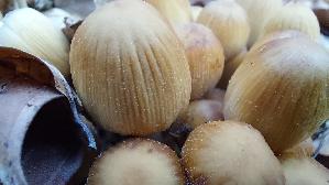 Glimmertintling_Coprinellus-micaceus_20250328_175008.jpg