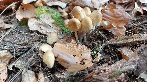 Glimmertintling_Coprinellus-micaceus_20250401_160644.jpg